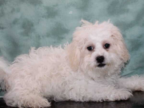 Teddy Bear DOG Male White / Brown 9391 Petland Rome, Georgia