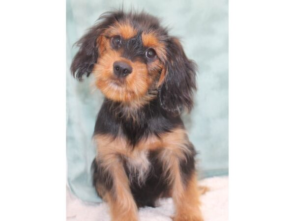 Yorkalier DOG Male Black / Tan 9397 Petland Rome, Georgia