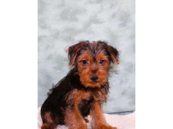 Yorkshire Terrier DOG Male Black / Tan 9444 Petland Rome, Georgia