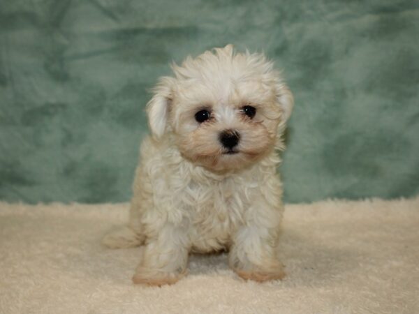 Maltese DOG Female White 20403 Petland Rome, Georgia