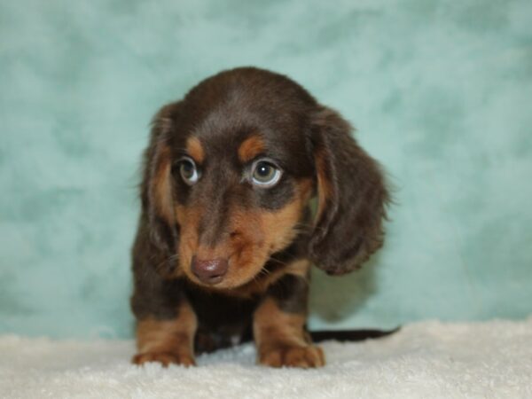 Dachshund DOG Male Chocolate / Tan 20401 Petland Rome, Georgia