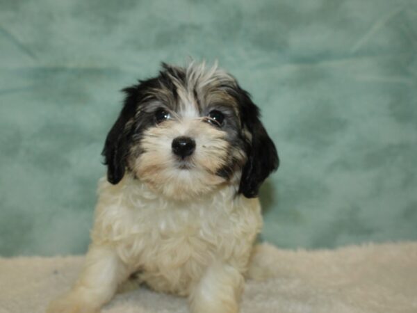 Havachon-DOG-Female-Chocolate / White-9450-Petland Rome, Georgia