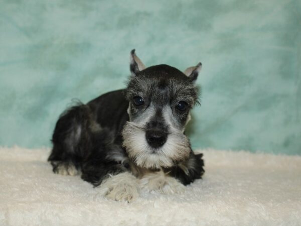 Miniature Schnauzer DOG Female Salt / Pepper 9454 Petland Rome, Georgia