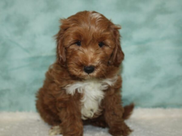 Miniature Goldendoodle DOG Male red 20415 Petland Rome, Georgia