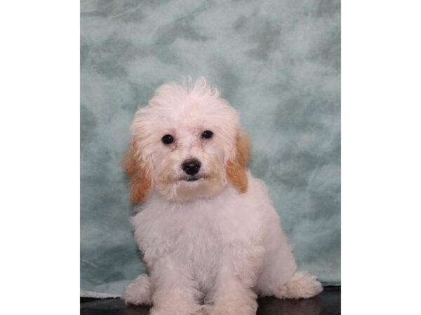 Bichapoo DOG Male Tan / White 9430 Petland Rome, Georgia