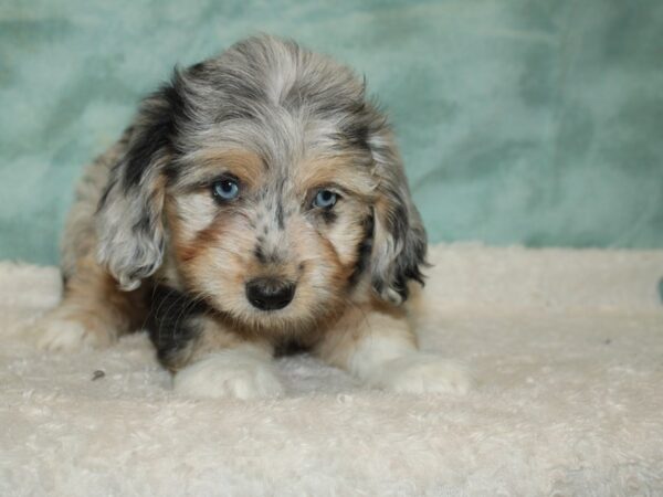 Miniature Aussie Poo DOG Female Blue merle 20409 Petland Rome, Georgia