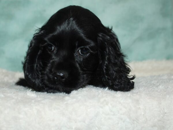 Cocker Spaniel DOG Female black 20408 Petland Rome, Georgia