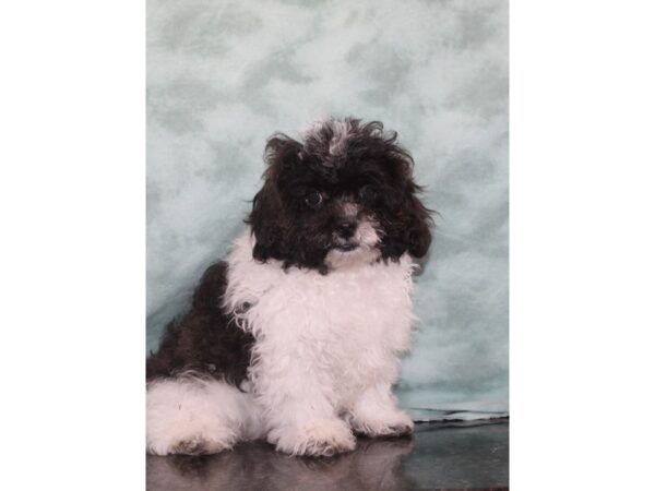 ShizaPoo DOG Male Blk&Wh 9422 Petland Rome, Georgia