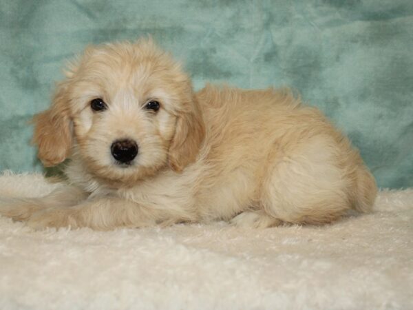 Miniature Aussie Poo-DOG-Female-Cream-9461-Petland Rome, Georgia