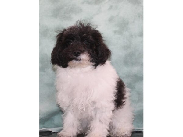 ShizaPoo-DOG-Female-Blk&Wh-9423-Petland Rome, Georgia