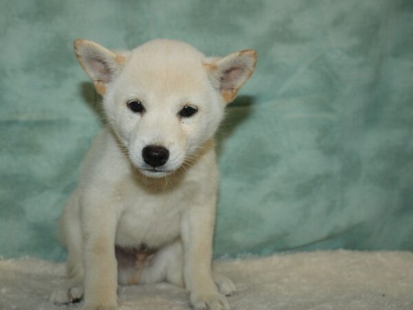 Shiba Inu DOG Male white 20411 Petland Rome, Georgia