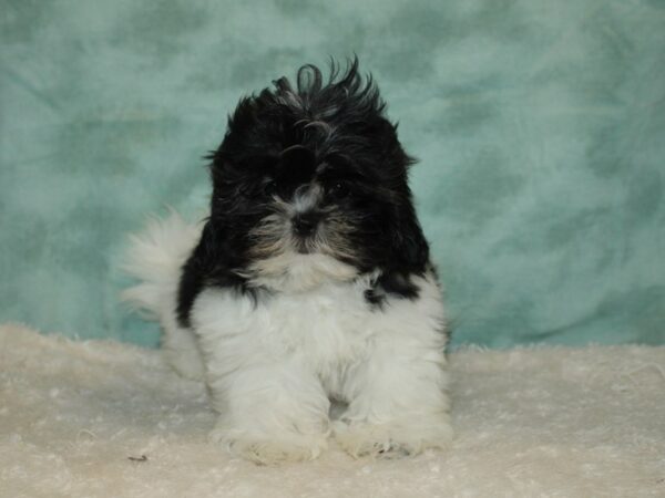 Shih Tzu DOG Female blk & wh 20412 Petland Rome, Georgia