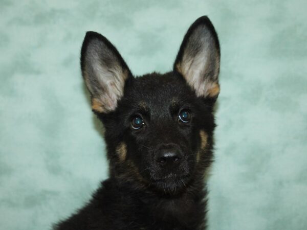 German Shepherd DOG Female Blk & tan 20419 Petland Rome, Georgia