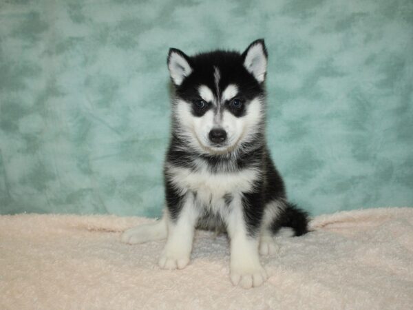 Huskimo DOG Male Black / White 20405 Petland Rome, Georgia