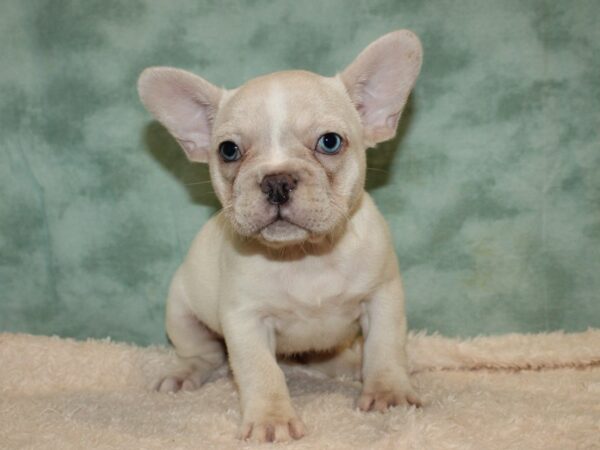 French Bulldog DOG Female Cream 20402 Petland Rome, Georgia