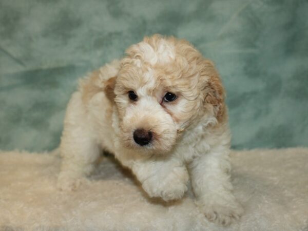 Miniature Goldendoodle 2nd Gen-Dog-Female-White / Red-20551-Petland Rome, Georgia