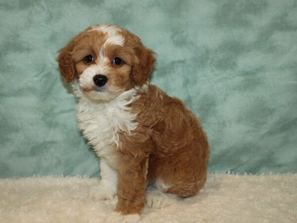 Bernedoodle Mini 2nd Gen DOG Female Cream / White 9451 Petland Rome, Georgia