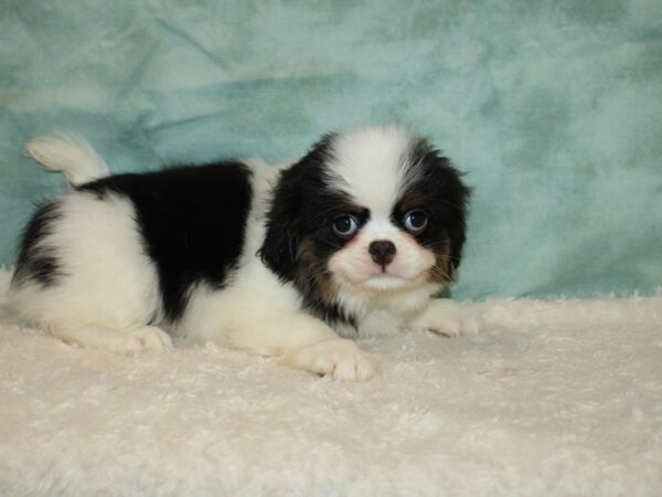 Japanese Chin-DOG-Male-Blk & wh-20418-Petland Rome, Georgia