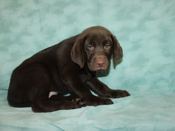 Labrador Retriever DOG Male Chocolate 9449 Petland Rome, Georgia