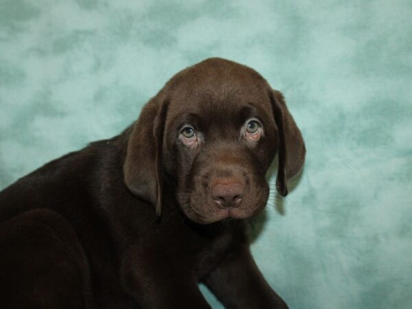 Labrador Retriever DOG Male Chocolate 20420 Petland Rome, Georgia