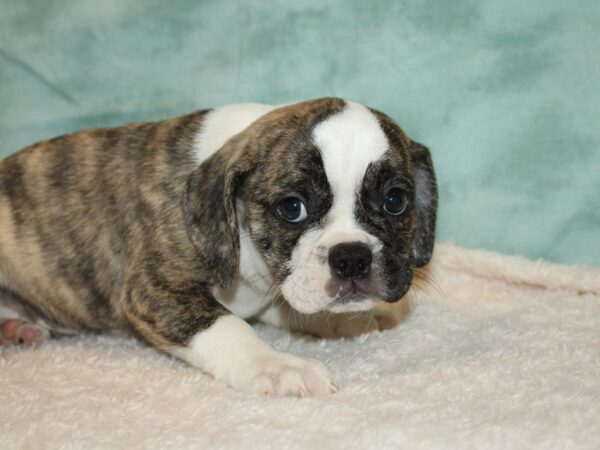 Bull Puggle DOG Female Brindle / White 9452 Petland Rome, Georgia