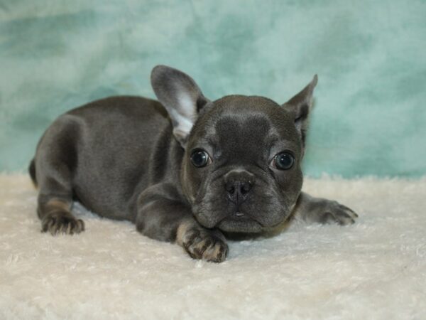 French Bulldog DOG Female Lilac 20413 Petland Rome, Georgia