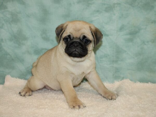 Pug DOG Female Fawn 20426 Petland Rome, Georgia