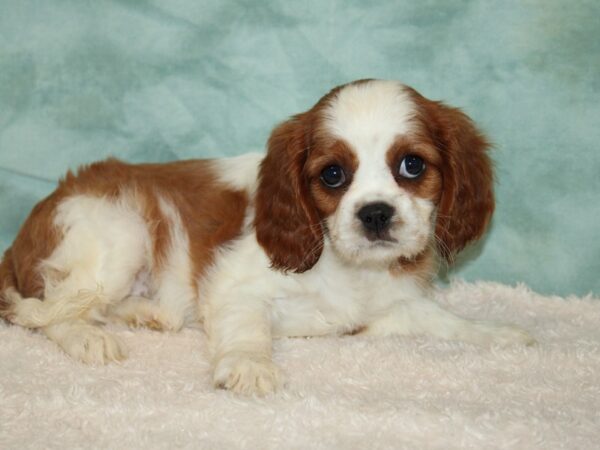 Cavalier King Charles Spaniel DOG Female Blenheim 20428 Petland Rome, Georgia