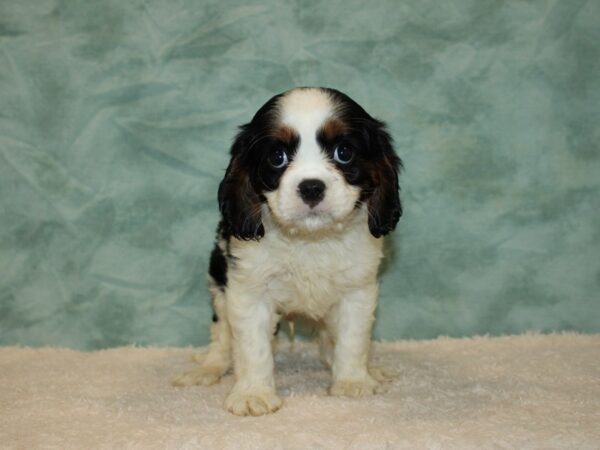 Cavalier King Charles Spaniel DOG Male Tri 9464 Petland Rome, Georgia