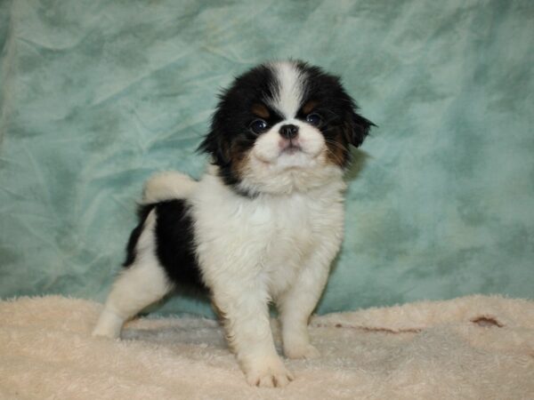 Japanese Chin DOG Female Blk & wh 9466 Petland Rome, Georgia