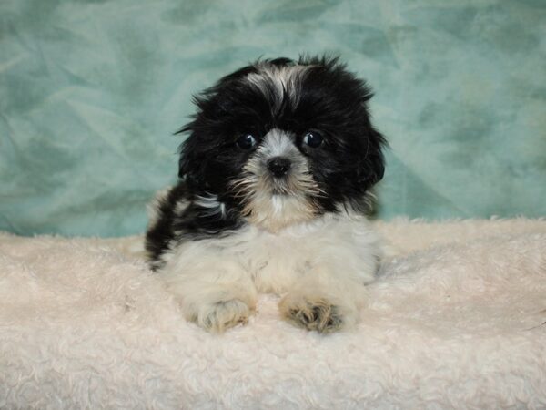 Shih Tzu DOG Female Black & White 9468 Petland Rome, Georgia