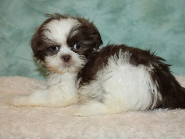 Shih Tzu DOG Male Chocolate & White 20421 Petland Rome, Georgia