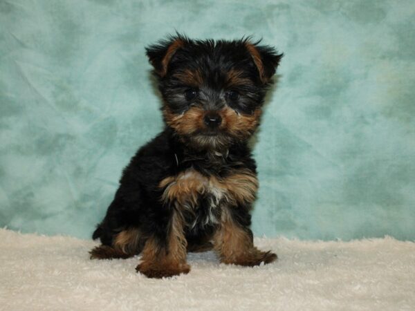 Yorkshire Terrier DOG Male Blk & Wh 9463 Petland Rome, Georgia