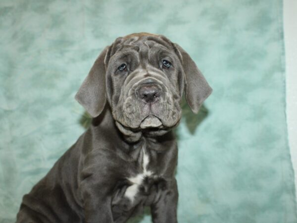 Neapolitan Mastiff DOG Female Blue 20424 Petland Rome, Georgia