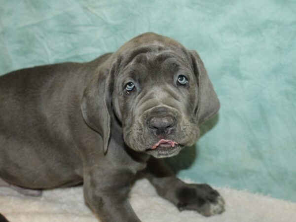 Neapolitan Mastiff-DOG-Male-Blue-9467-Petland Rome, Georgia