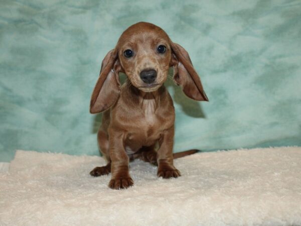 Dachshund DOG Female Isabella 20436 Petland Rome, Georgia