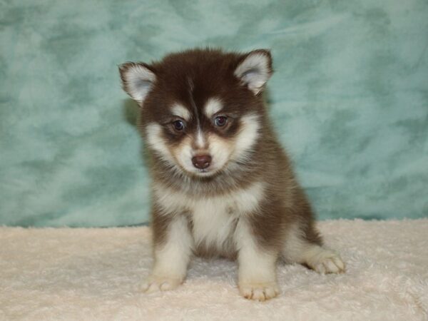 Pomsky DOG Female Red / White 20433 Petland Rome, Georgia