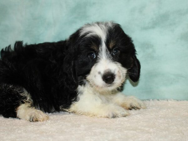 Miniature Bernedoodle 2nd Gen DOG Male Tri-Colored 20432 Petland Rome, Georgia