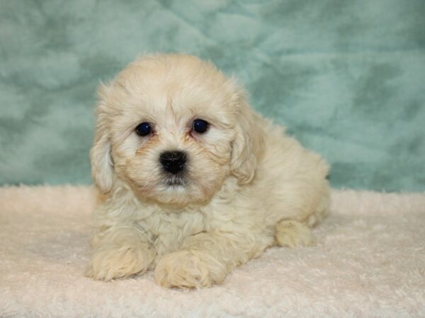 Teddy Bear DOG Male White 9471 Petland Rome, Georgia