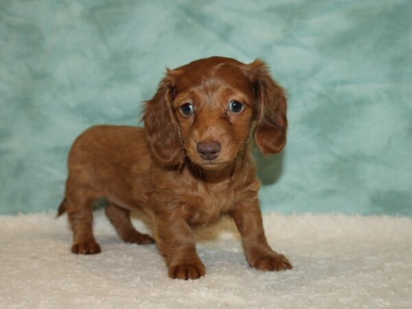 Dachshund DOG Female Red 9473 Petland Rome, Georgia