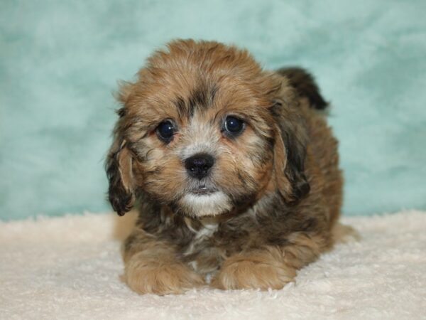 Teddy Bear-DOG-Female-Brown-20431-Petland Rome, Georgia