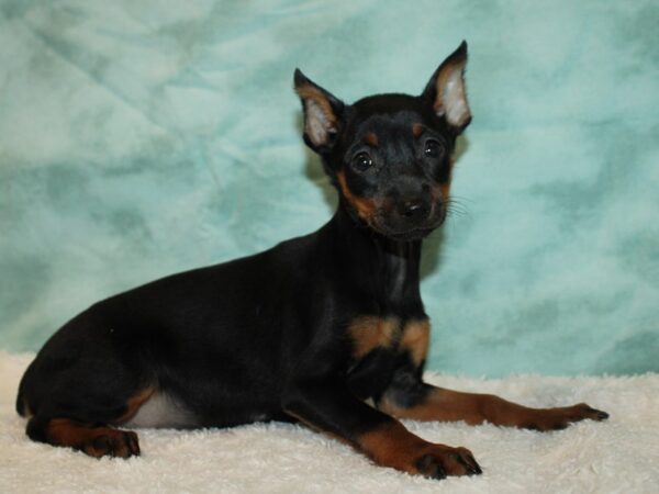 Miniature Pinscher DOG Female Black / Tan 9474 Petland Rome, Georgia