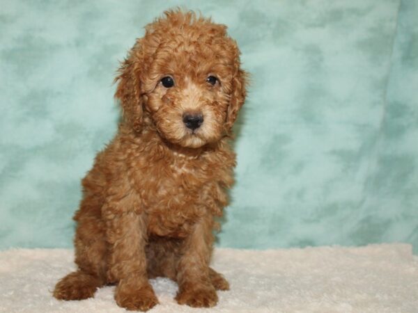 Goldendoodle Mini F1b DOG Male Red 20434 Petland Rome, Georgia