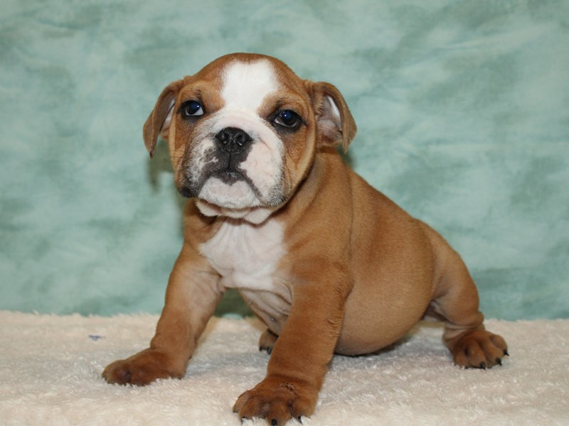 English Bulldog Puppy Red fawn ID:20437 Located at Petland Rome