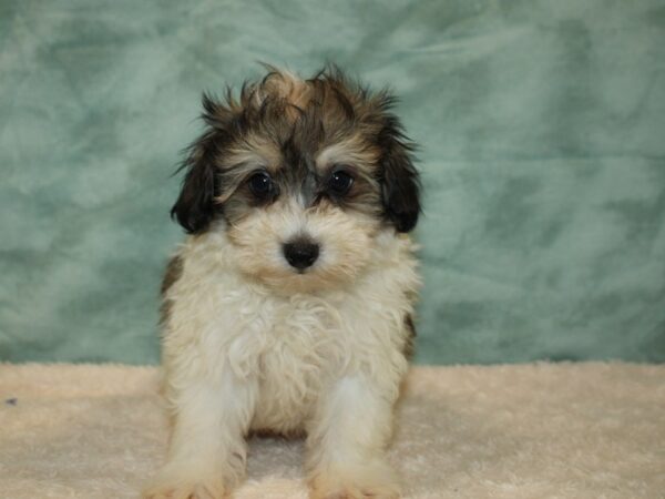 Pomapoo DOG Male tri color 20440 Petland Rome, Georgia