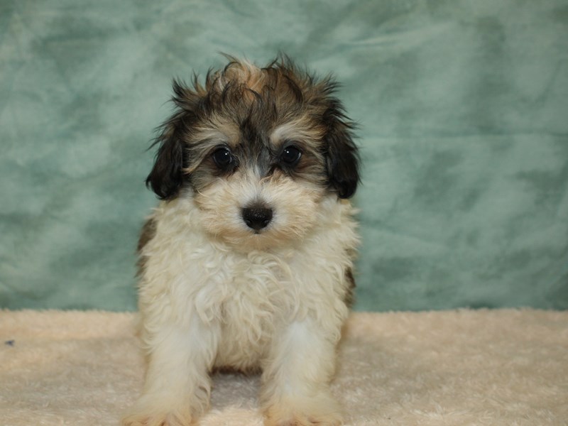 Pomapoo-Male-tri color-3743754-Petland Rome