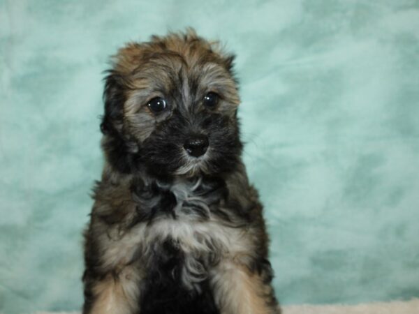 Pomapoo DOG Female Brindle 20441 Petland Rome, Georgia