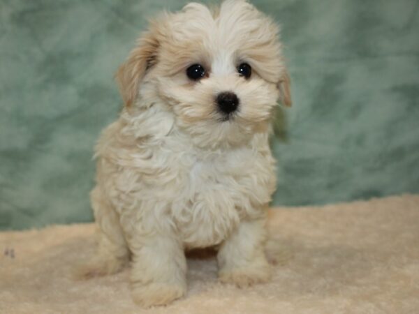 Maltipoo DOG Male cream 20439 Petland Rome, Georgia