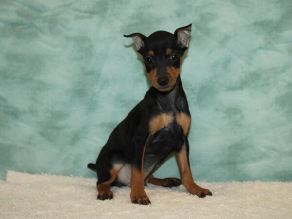 Miniature Pinscher-DOG-Male-blk & rust-20442-Petland Rome, Georgia