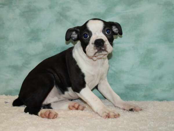 Boston Terrier DOG Female Blk & wh 20444 Petland Rome, Georgia